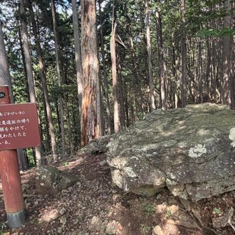 日本武尊？にほんぶそんって誰？って、思いググったら、ヤマトタケルだった〜😅
この岩に、顎をかけて、関東平野を見わたしたのか〜👀
ここは、左側に杉。右側は紅葉樹の森だけど、古事記の頃には、木が小さくて、関東平野が見渡せたのかな〜⁈
