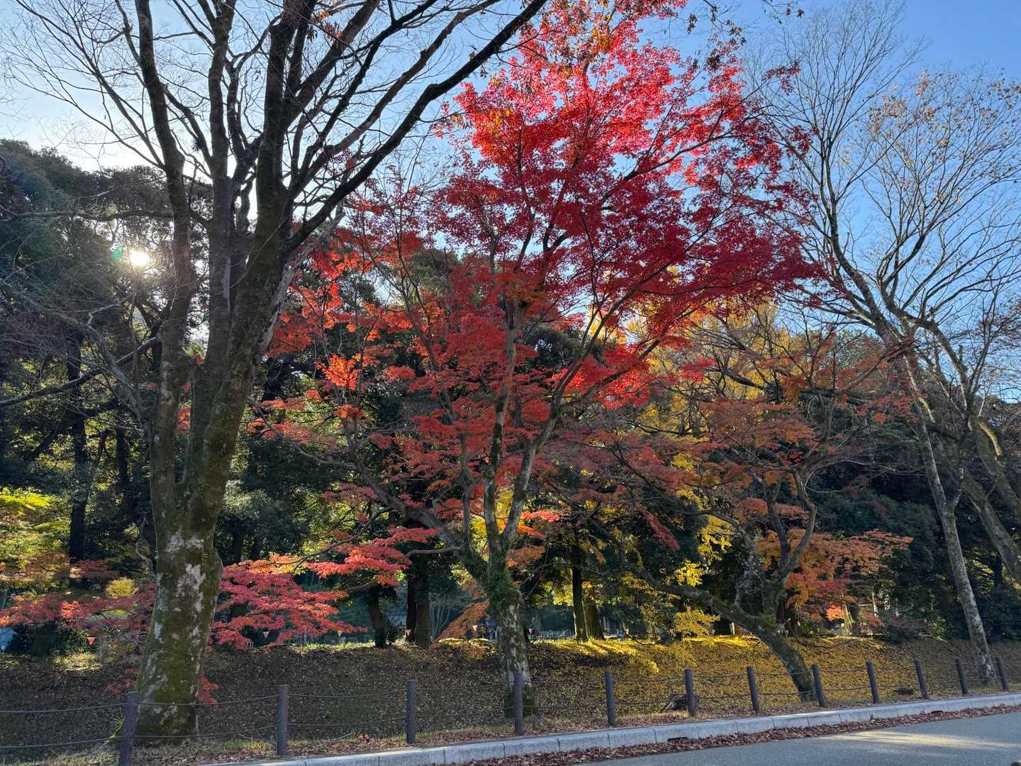 🍁
