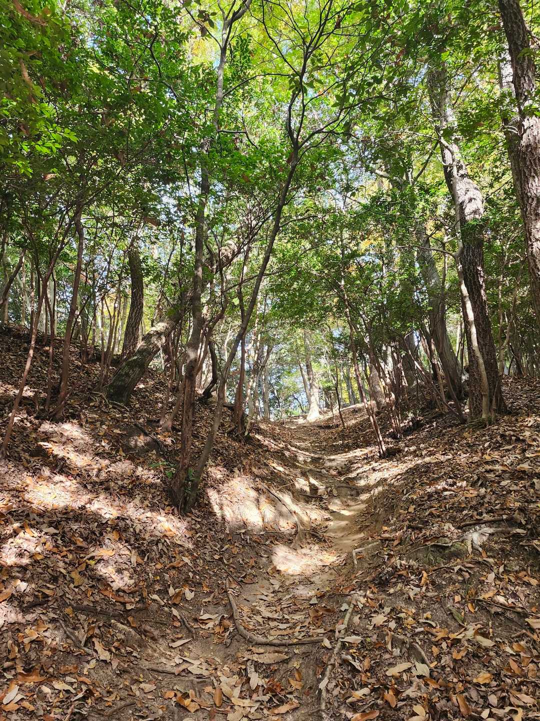 登山道は、こんな感じでずっと林の中。