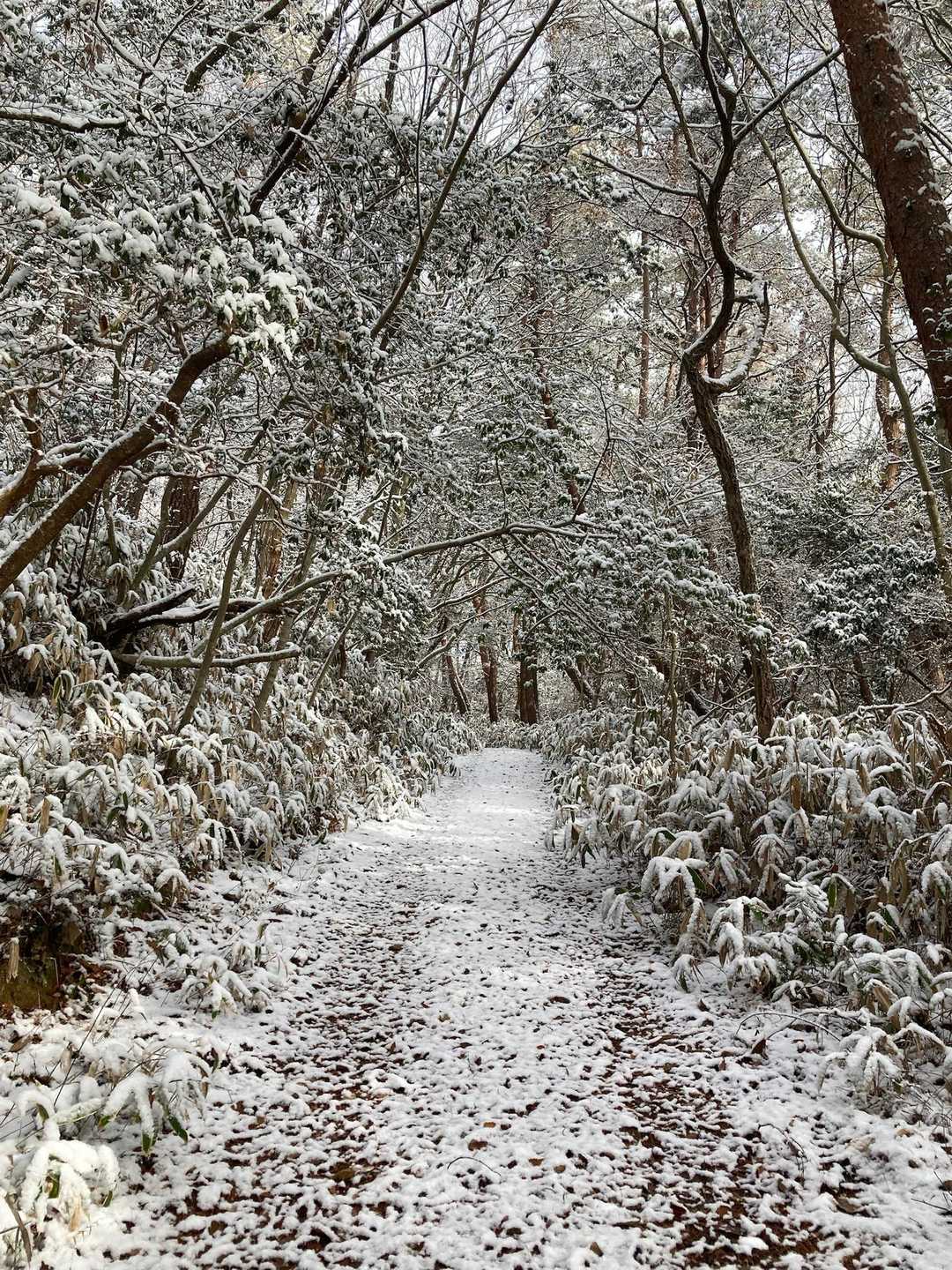 猪辻山 往復コースの写真