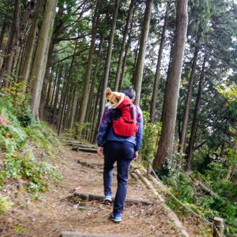 やま🐕‍🦺たまにwithコーギー🦮