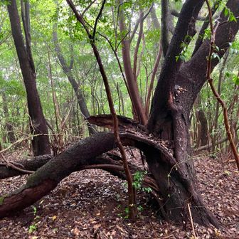 登山道のシンボルかしら