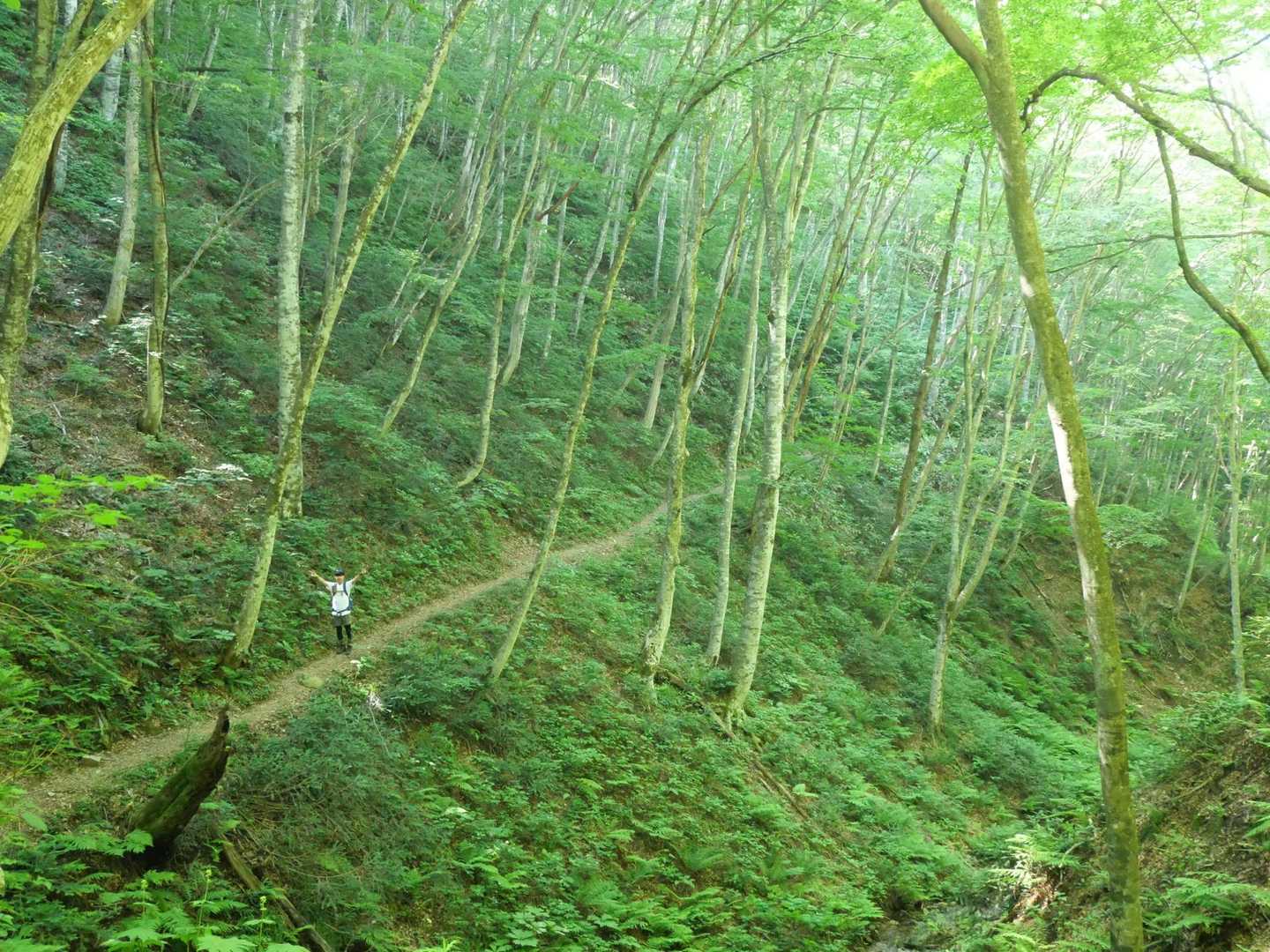 ひろしま県民の森登山口-牛曳山登山口 周回コースの写真