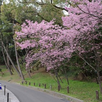 桜谷のヨウコウザクラは、