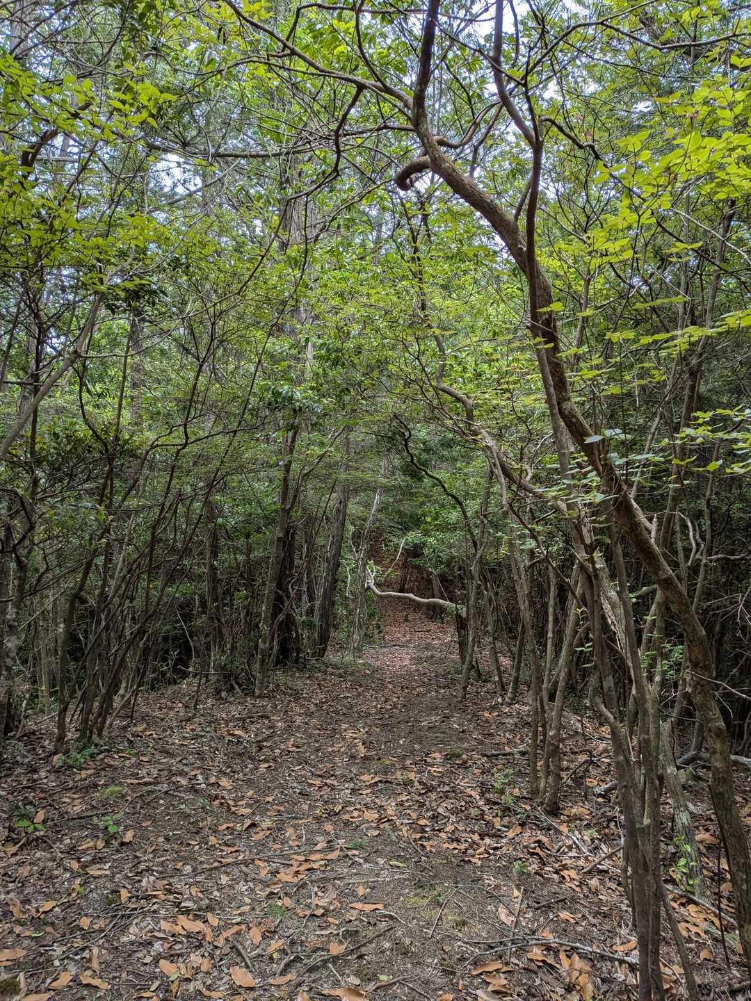 和田寺-和田寺山登山口-天神ほこら跡-和田寺山 周回コースの写真