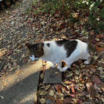 ネコ登場。差し上げるものは何も無い💦