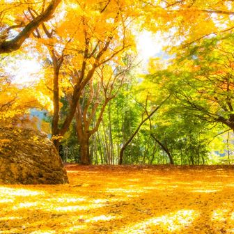 これは、すごい！！