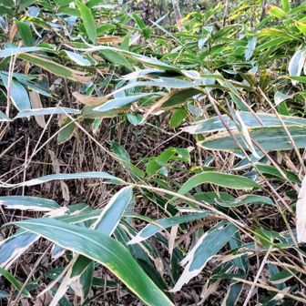 伸び放題の笹藪＋急登に突入ッ🤣
負けてたまるかッ❗️