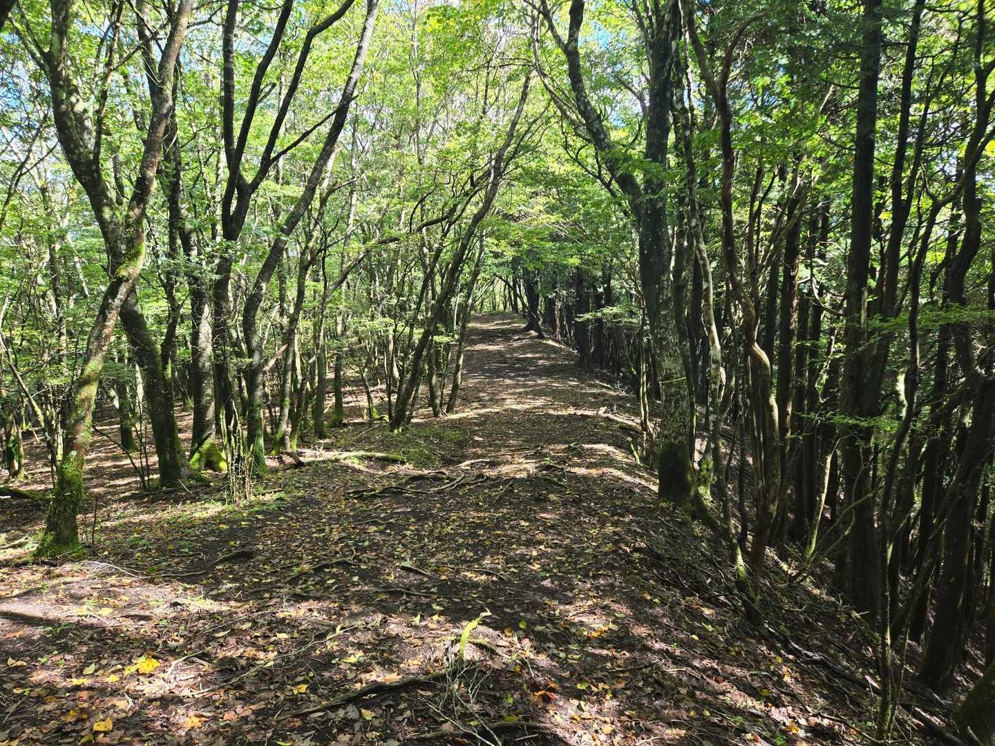 歩いてる間に雲取れるかも
と、進みます