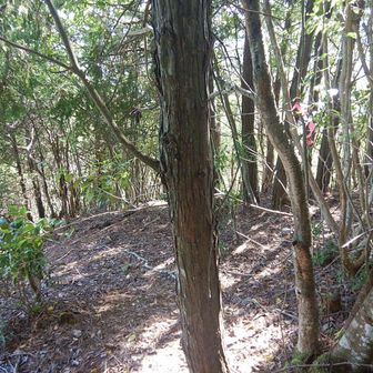 下山開始　ピンテが目印