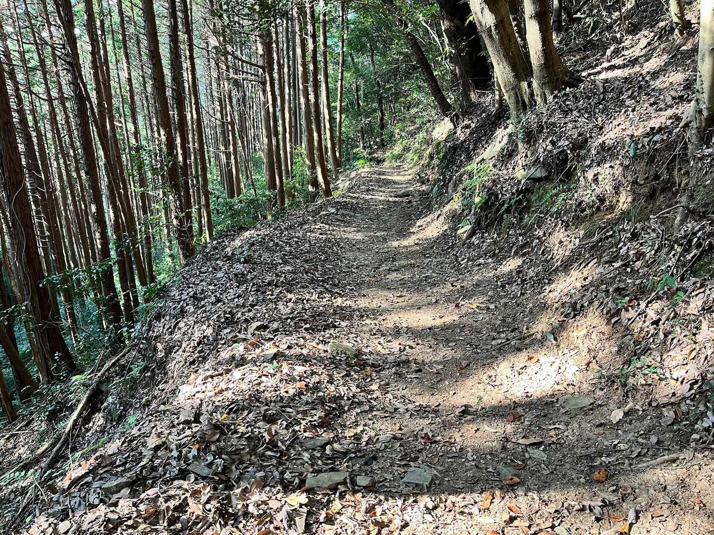 木漏れ日の道いい感じ！☺️
