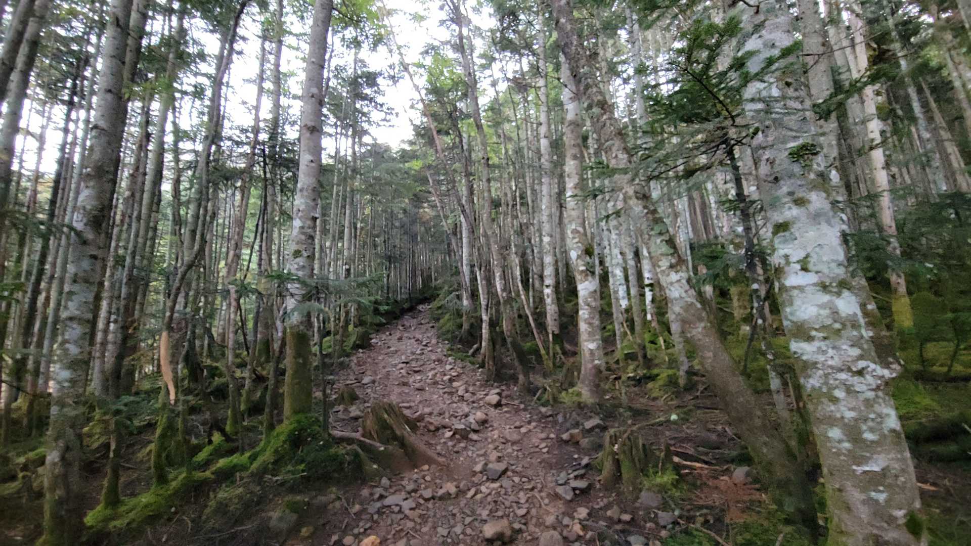 朝食後地蔵尾根へと出発。
しばらくは森の中の歩きやすい道。