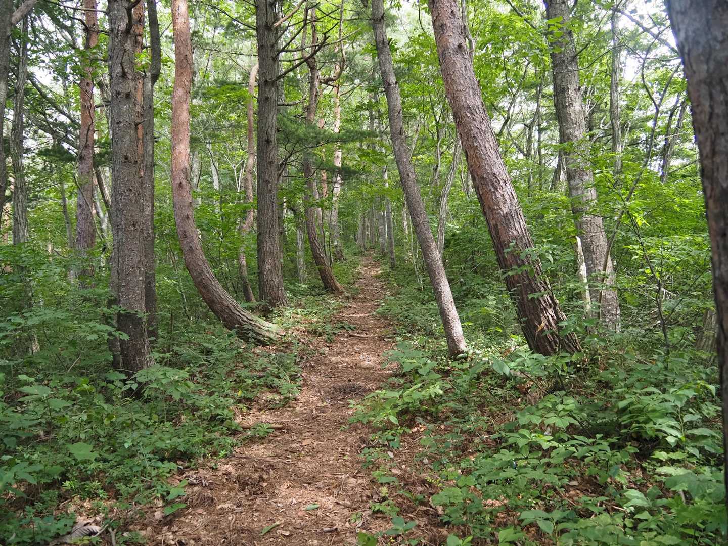 歩きやすい登山道