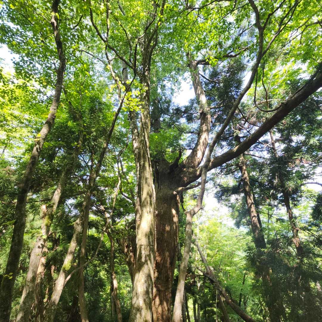佐々里峠-雷杉-小野村割岳 往復コースの写真