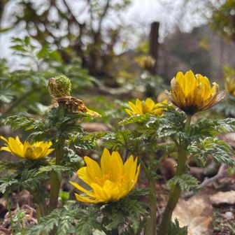 この花は？🌼

その後、お花の先生から
福寿草と教わりました🤣
いつもありがとう😊