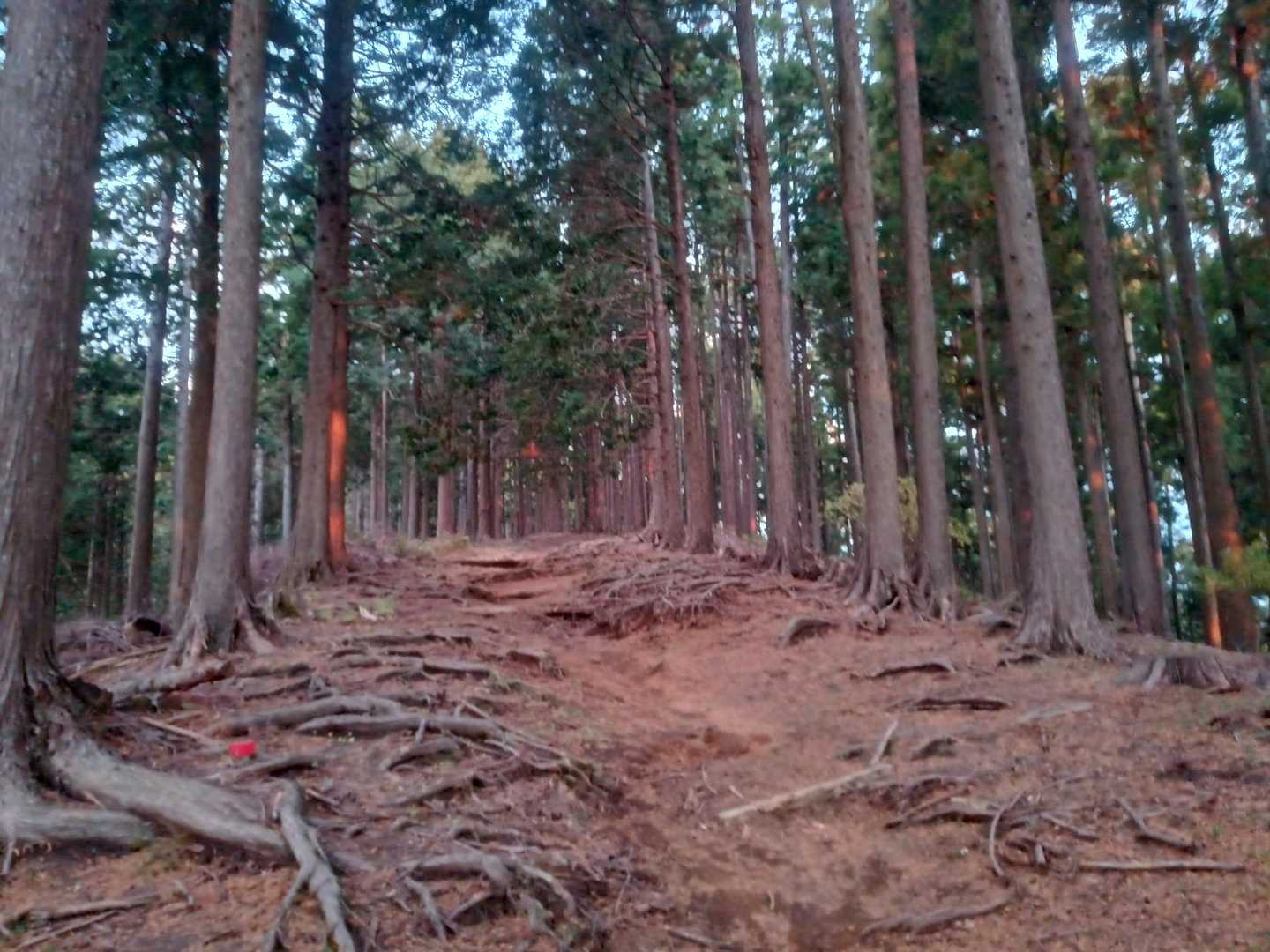 杉の木の幹に朝日が当たって、所々赤く光っています。遠くから見ると赤テープに見えた。