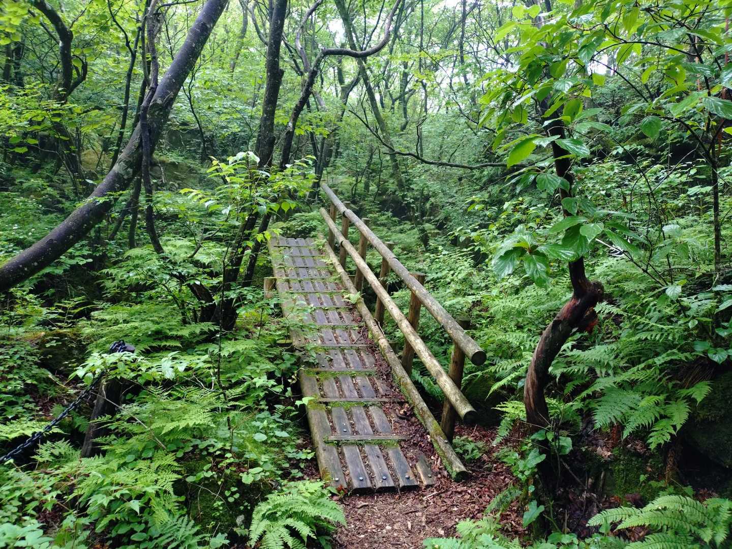 雨に濡れてめちゃ滑るトラップ発動！
間一髪でしたが…
気合いで転ぶの回避しました💦