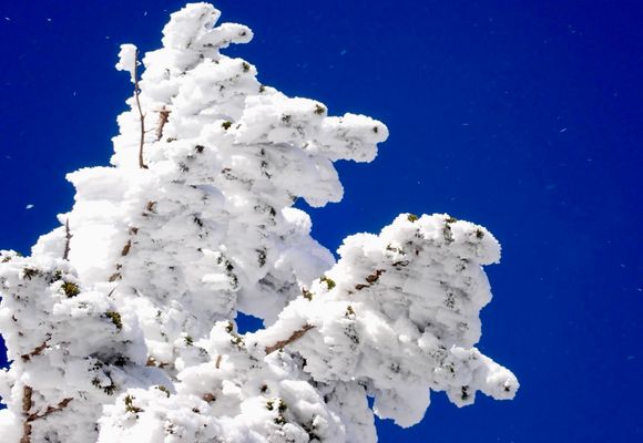 茶臼山の最新登山情報 / 人気の登山ルート、写真、天気など | YAMAP