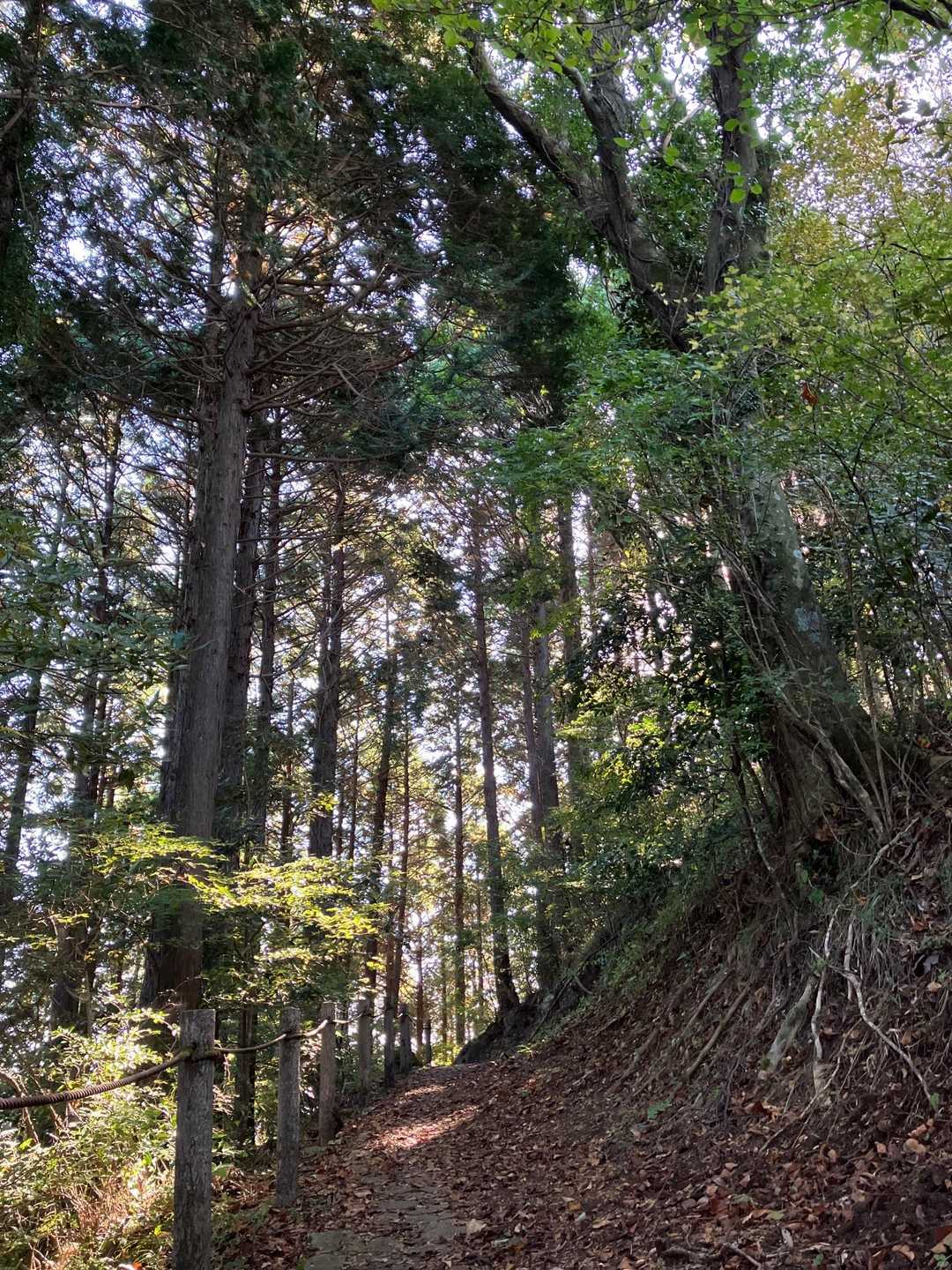 すいすい🚶‍♀️