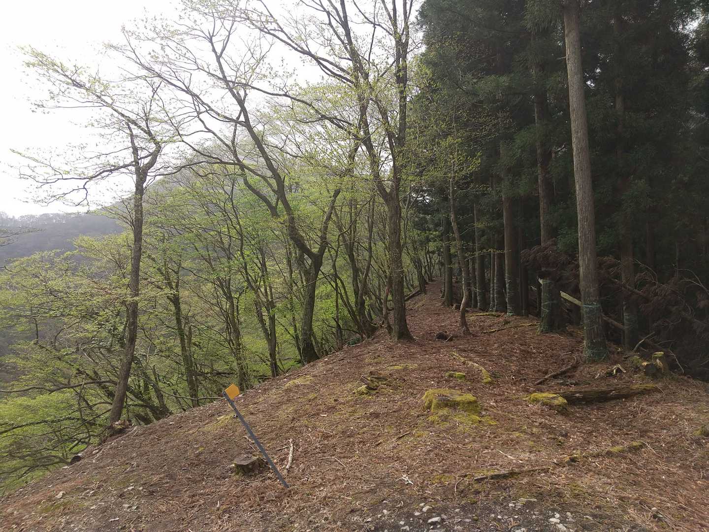 歩いて来た登山道、奥にたぶん焼尾山