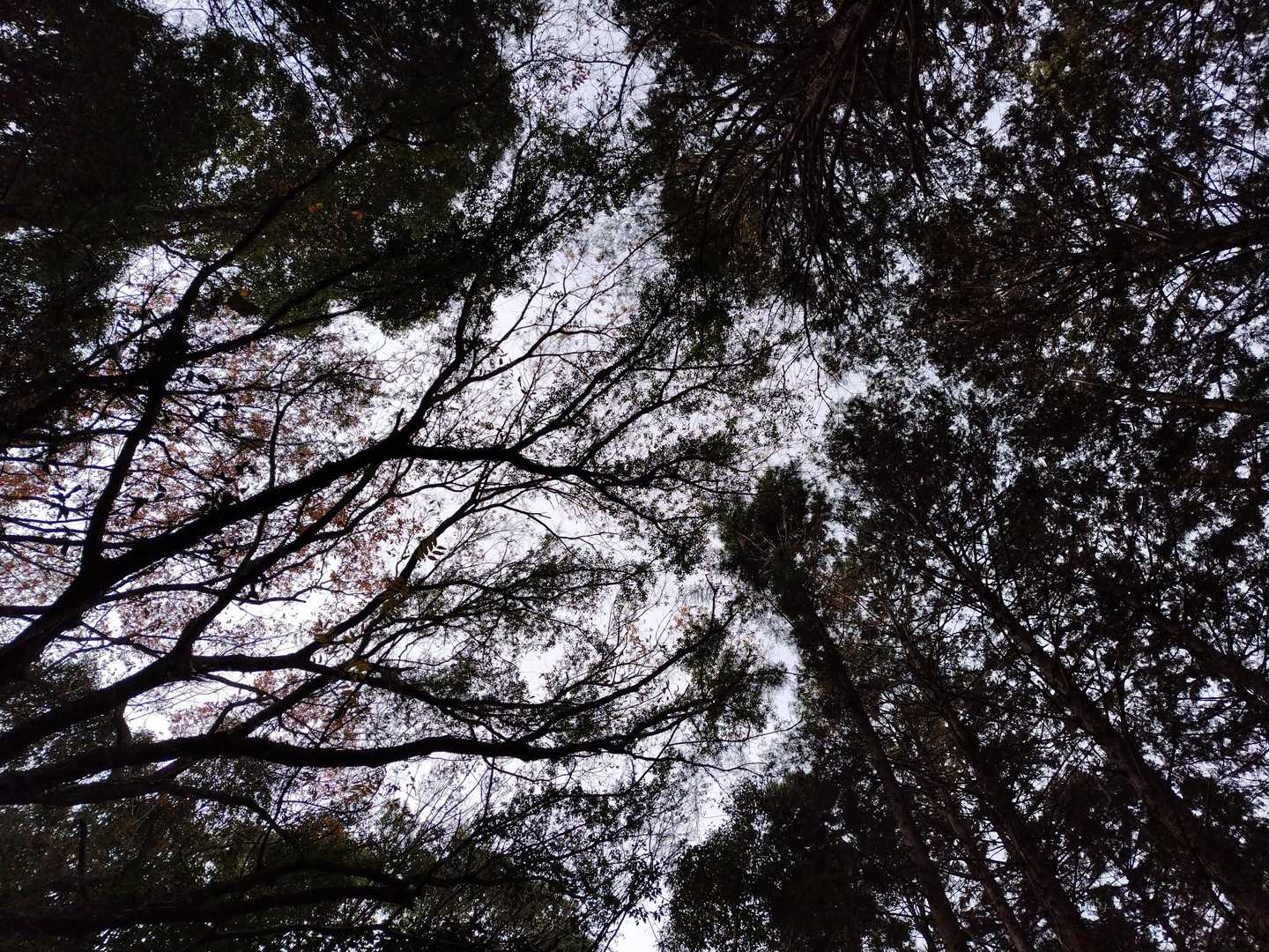 今日は、青空とは行かんな！
