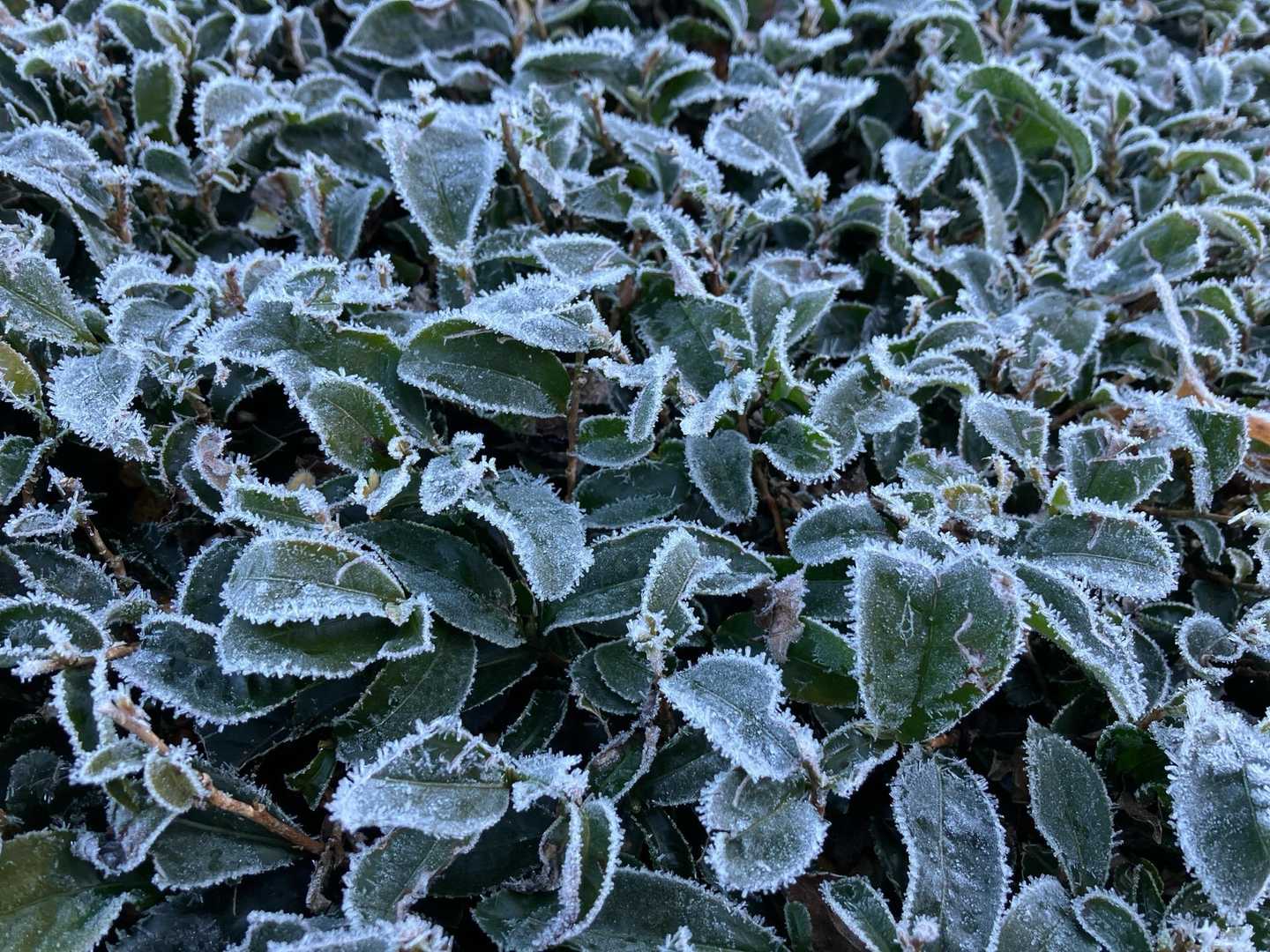 お茶の葉が凍ってます。