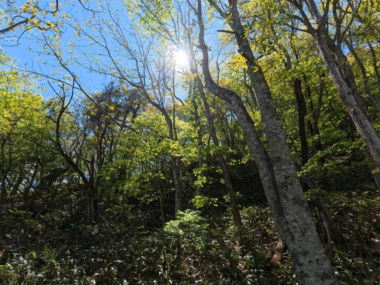 帰りも眩しい新緑の登山道をゆっくり下山しました♫
