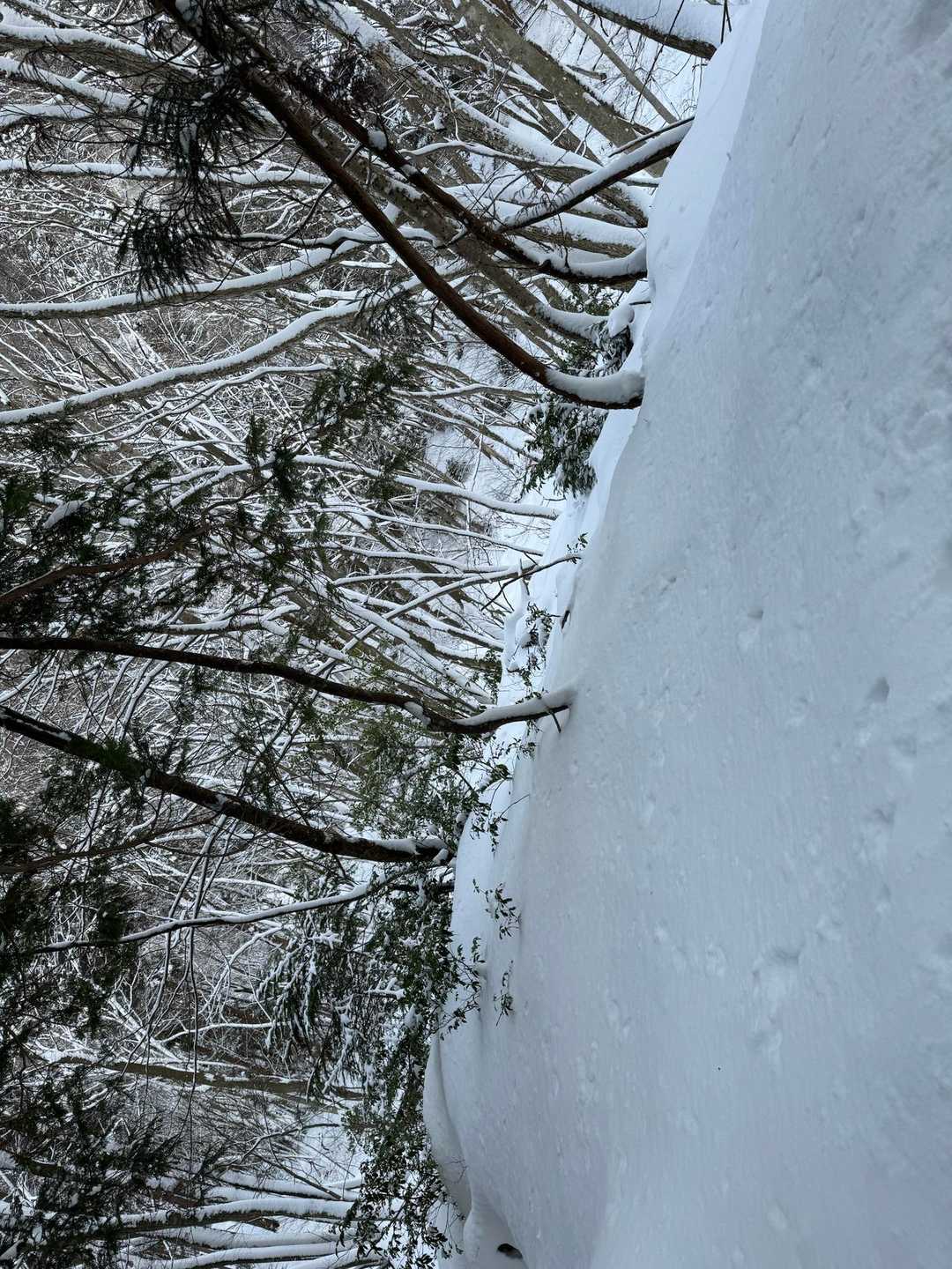 俵坂峠-峰床山 往復コースの写真