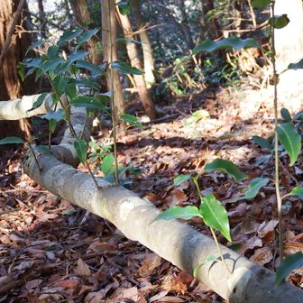 倒木から新芽。たくましい～💪