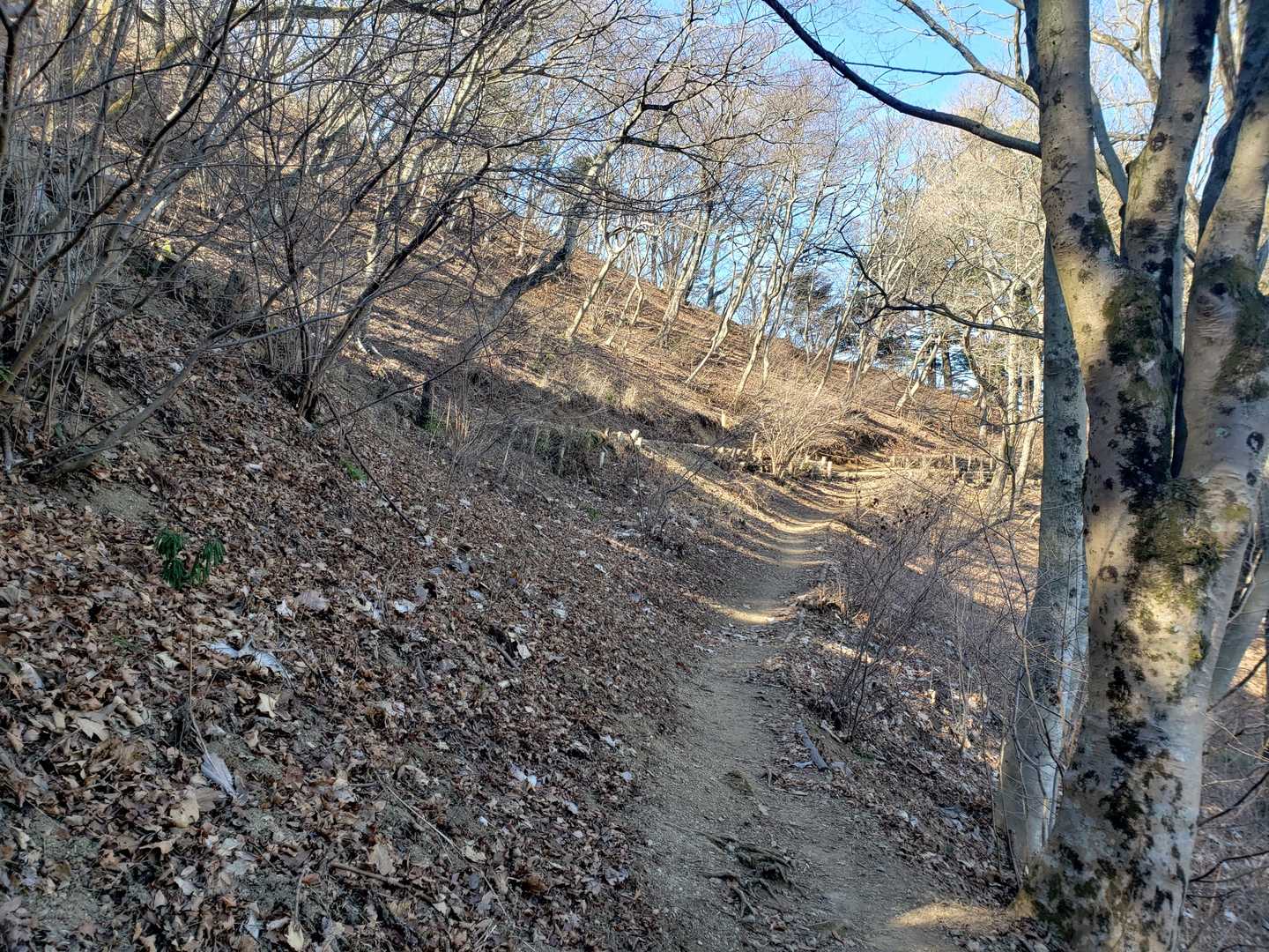 尾根に出ました、ここから山頂は意外とすぐですね
