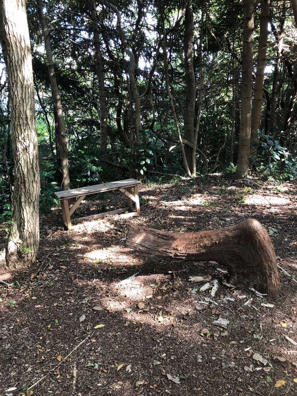 自然のベンチ🌳