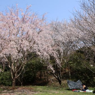 滝桜の下にテント張ってる人がいました
非常識な人がいるのですね
やめてほしいです