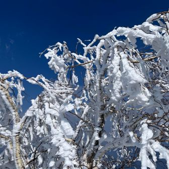 樹氷、溶け始めてました