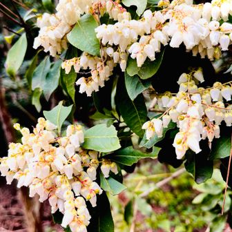 アセビ　可愛いキレイ✨