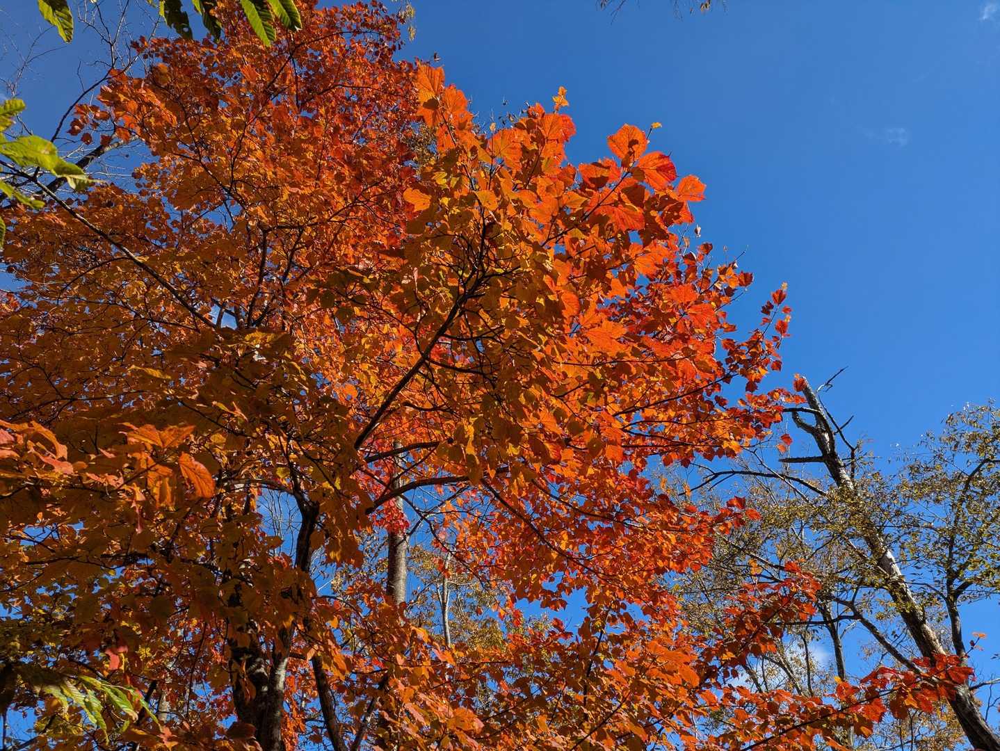 🍁✨