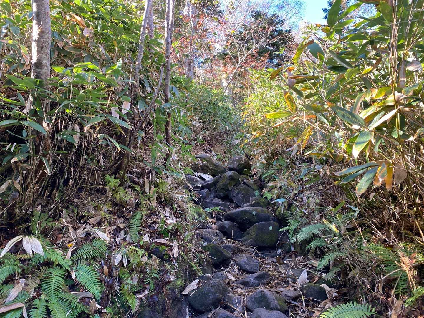 御池登山口-広沢田代-熊沢田代-俎嵓-長英新道分岐-尾瀬沼 縦走コースの写真