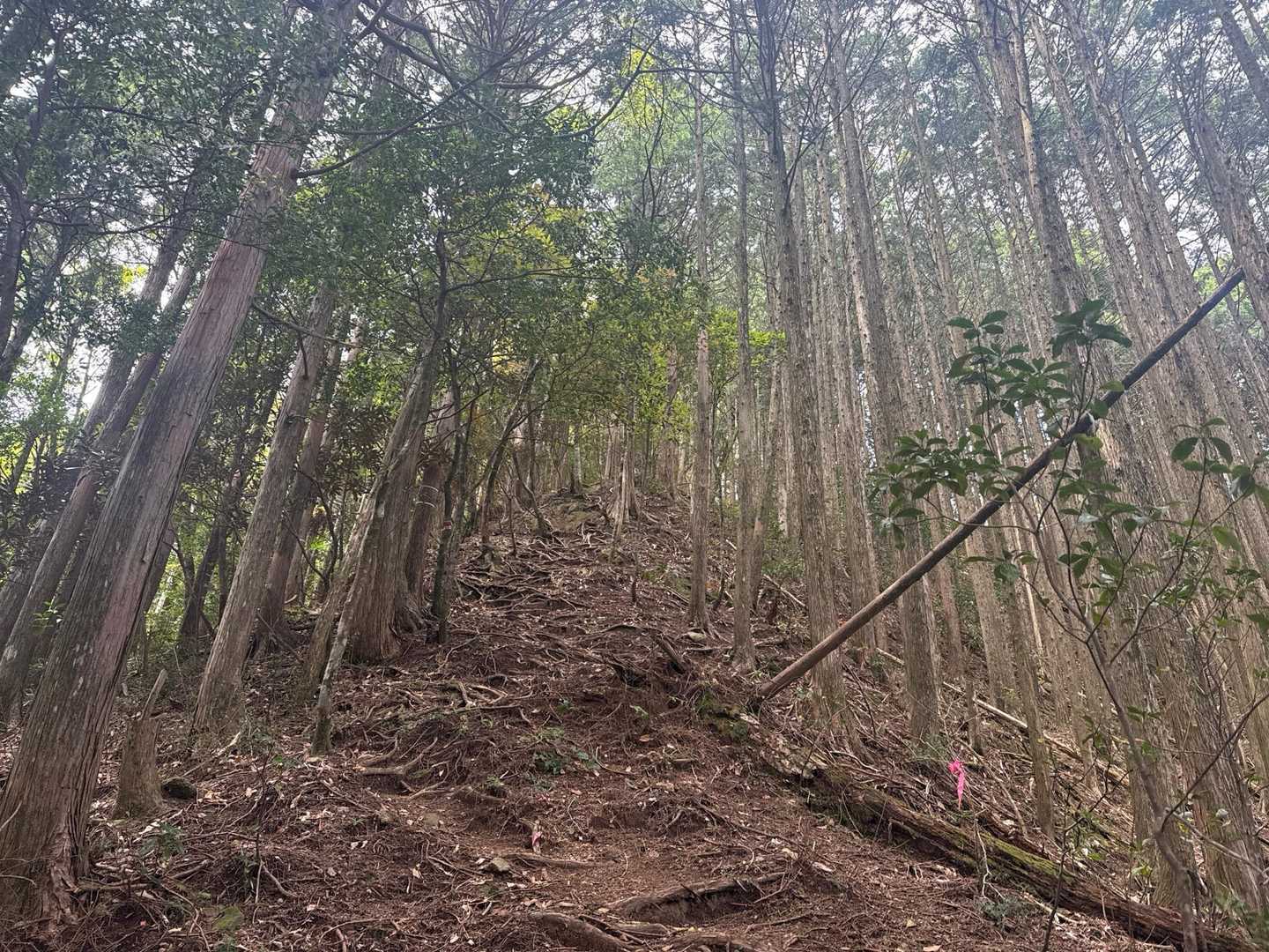 登りやすい傾斜で最初は良かったですが、山頂手前は急登あり、細かいアップダウンあり、木の根や岩を掴んで登るという同じ山と思えない感じでした😆