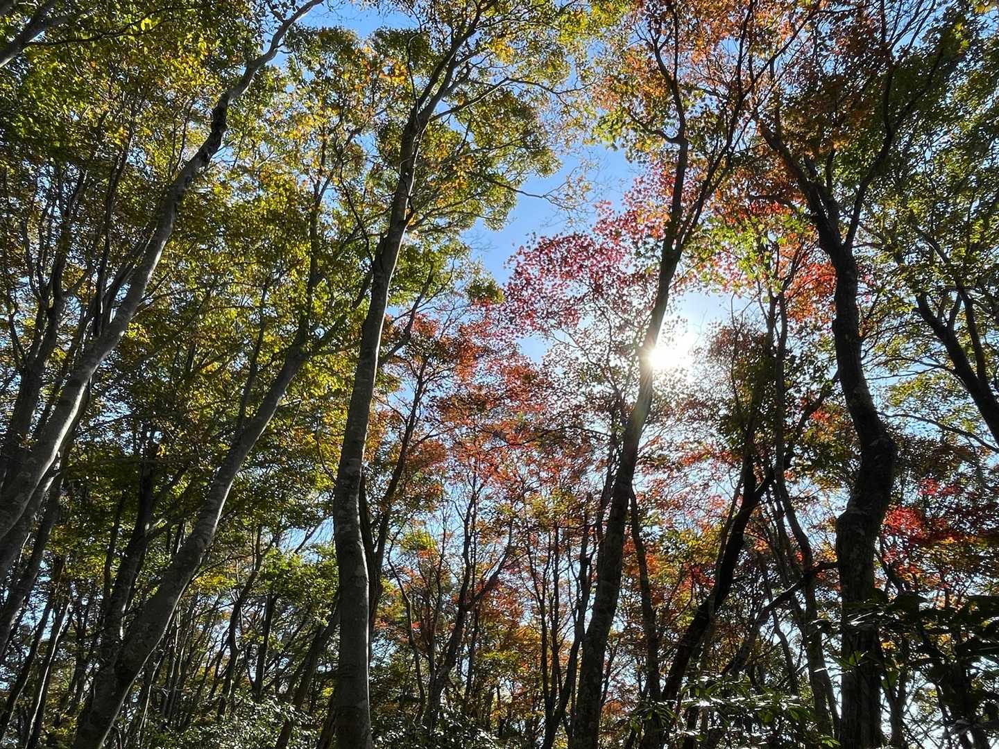 この橅林を越えれば
楽しい尾根歩きが待っている🤗