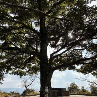 シンボルツリー🌲