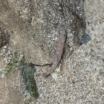 キリクチイワナちゃんも元気そうでなによりです、ハイ！

(人´∀︎`)ｱﾘｶﾞﾄｰ♪︎

あかん、心が荒んでるっ。

いろいろ余裕が無くなってしもてんやろなぁ……。

もっと楽しいレポにしたいねんけどなぁ。