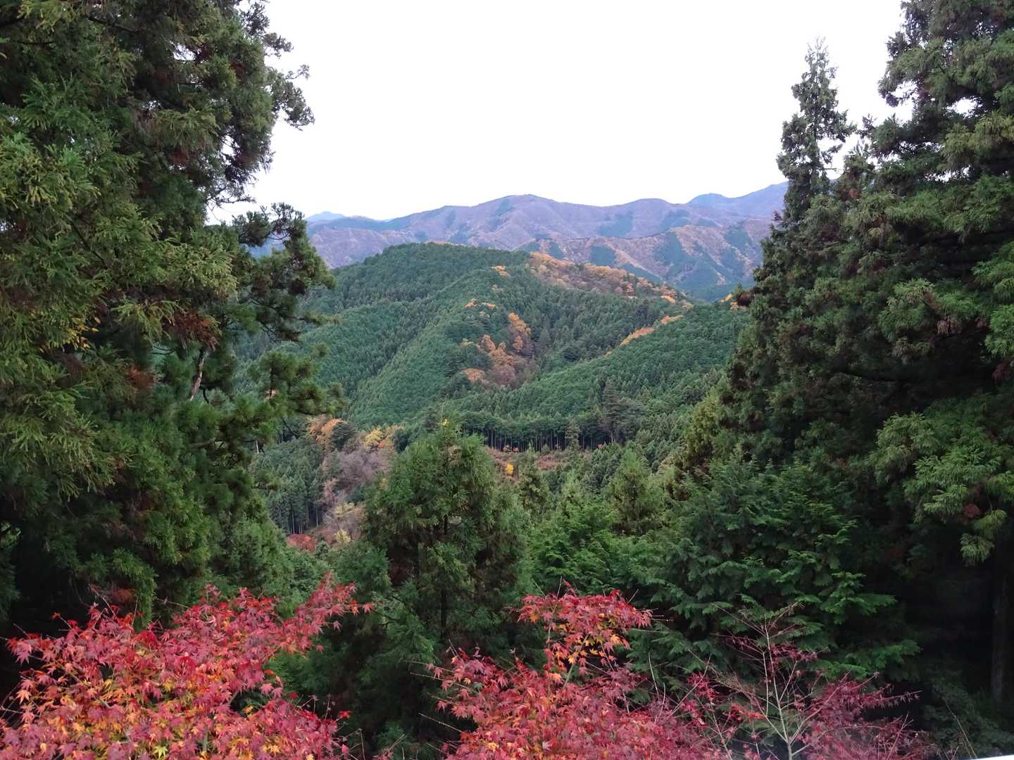 愛宕山 往復コースの写真