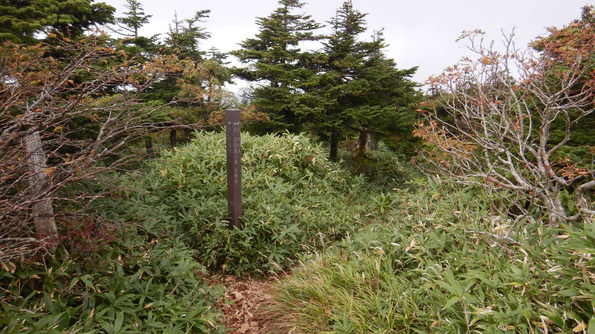 山頂には30人位はいたでしょうか？でもこの右方向に歩いて会った人は往復で１人だけでした( ﾉД`)ｼｸｼｸ…