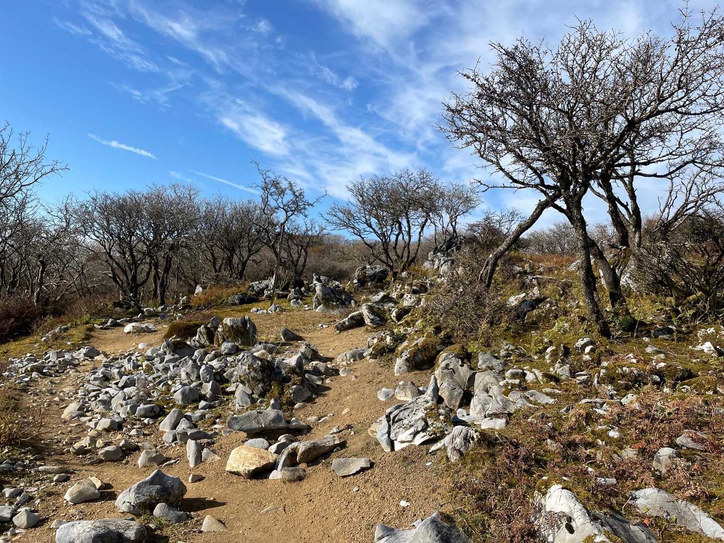 御池岳登山道コグルミ谷登山口-天ヶ平-荷ヶ岳 -白瀬峠-頭 往復コースの写真