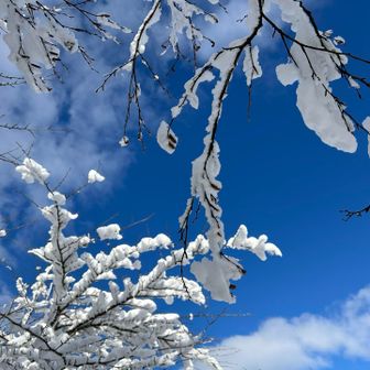 霧氷じゃないけど
青空に映えますね