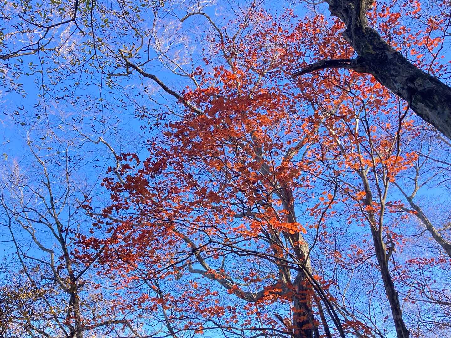 青空と紅葉🍁
いいねぇ〜