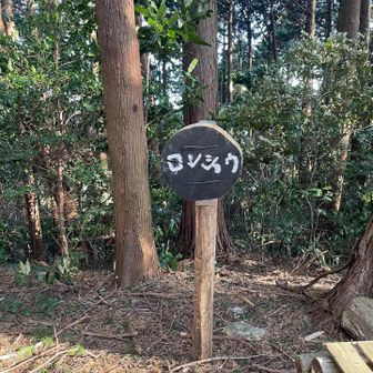 ロンショウってなんやろ