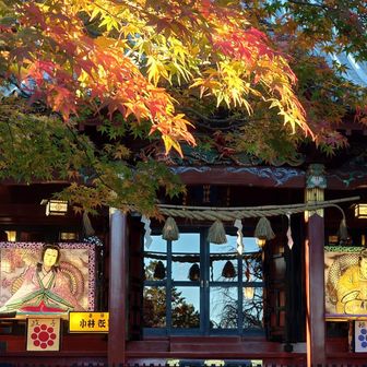 本殿が光ってる✨✨
もみじも輝いてる✨🍁