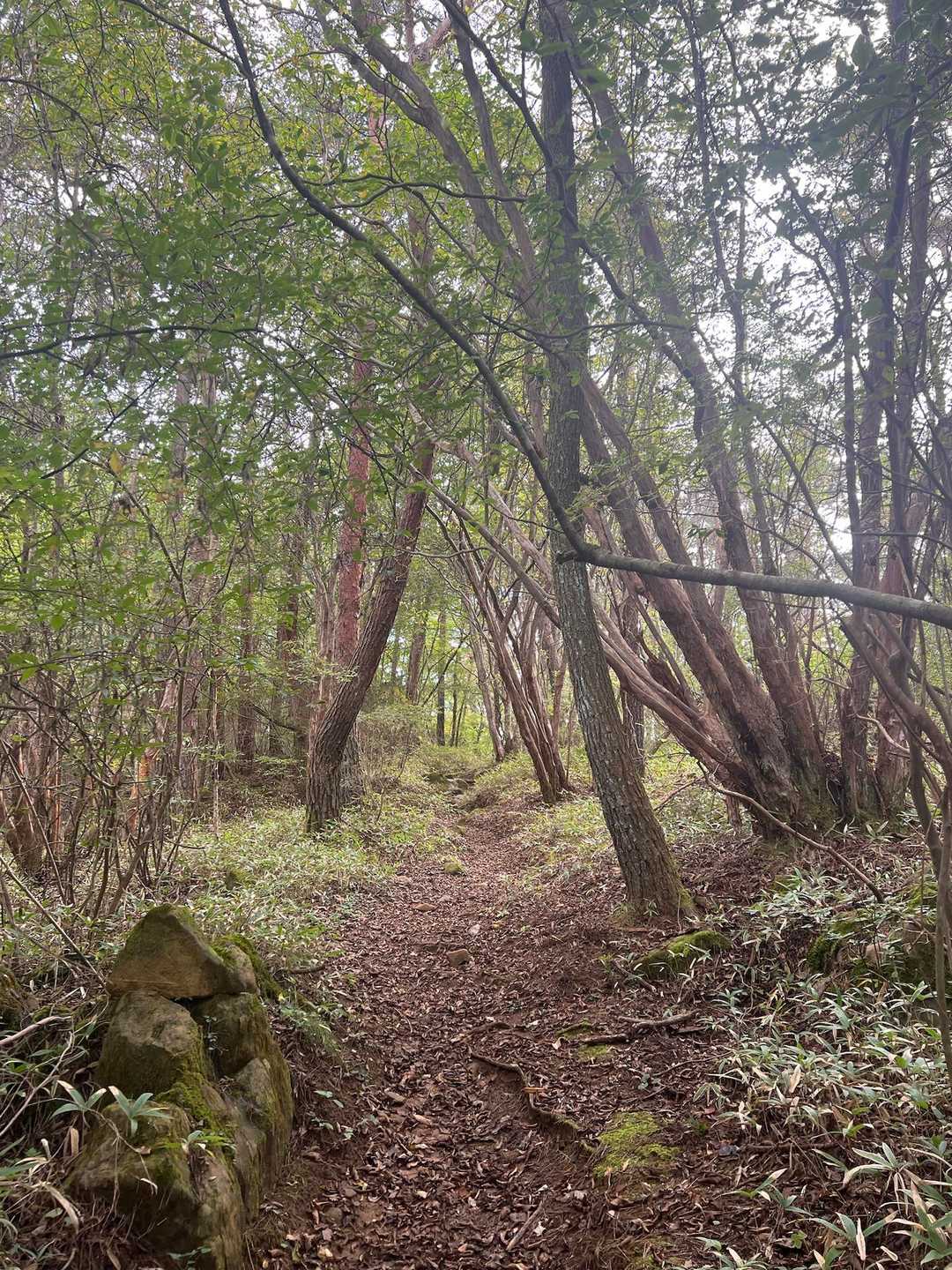 龍門山はほぼ山頂まで樹林帯なので葉っぱ🍃が落ちる冬がいいのかなぁ。。
何も見えないよ🫥