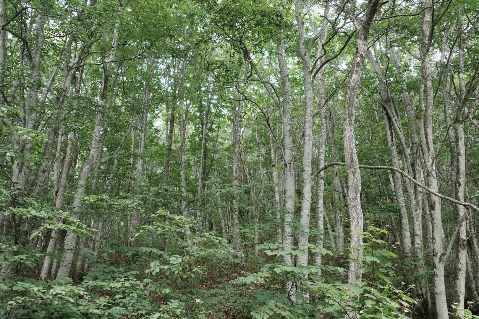 こんな素敵なブナの森🌳大きな声で熊さんおじゃましますねぇ～🌳🐻🌳