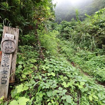 林道をしばらく歩くと登山口　見落としそうです